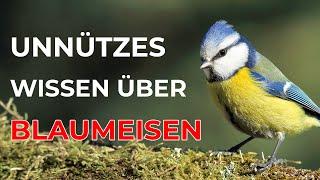 Unnützes Wissen über Blaumeisen