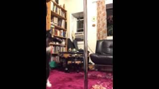 James Bond Cat Pole Dance