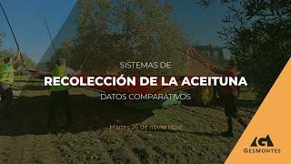 SISTEMAS DE RECOLECCIÓN DE LA ACEITUNA: DATOS COMPARATIVOS