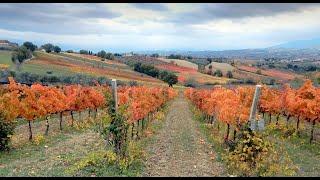 UMBRIA FOLIAGE LE VIGNE The vineyards in autumn - 4k