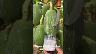 why #Agriculture #papaya #fruit