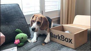 Oliver opens a Bark Box