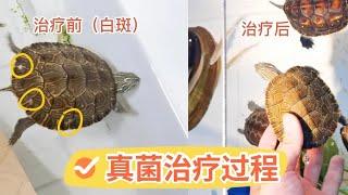 如何判断乌龟真菌，真菌如何治疗？超实用乌龟真菌治疗过程记录