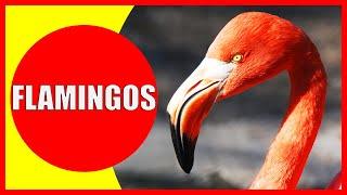 FLAMINGOS FOR KIDS - Facts About Flamingos for Children | Kiddopedia