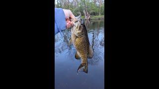 Spring Kayak Fishing For Smallmouth On The Grand River after work!