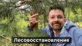 Лесовосстановление