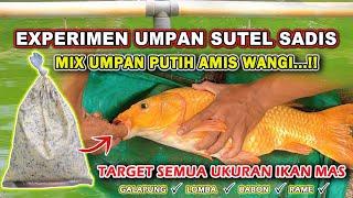 EXPERIMEN TERGILA UMPAN SUTEL !! RACIKAN UMPAN IKAN MAS MIX UMPAN AMIS WANGI  SPESIAL INDUKAN 