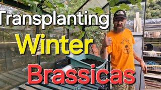 Transplanting Winter Brassicas | Thoughts on Peat Free Compost | Dave's Allotment Garden