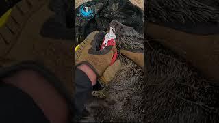 Gill Net Cut From Baby Seal's Mouth   #sealrescue