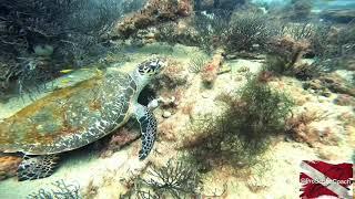 Dive Sandals Resorts -  Turtle Excursion