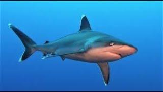 Fascinating up-close footage of silvertip reef sharks