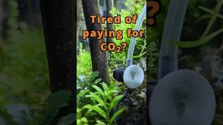 How to DIY produce your own CO2 for planted aquarium