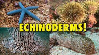 The Spiny World of Echinoderms! | JONATHAN BIRD'S BLUE WORLD