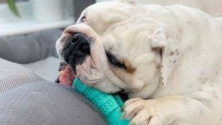 Lincoln takes special care of his toofies   testing the Bristly doggy toothbrush | ENGLISH BULLDOG