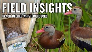 Bird Research in Action: Exploring the World of Black-bellied Whistling Ducks