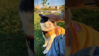 Playing outdoors with my cat #outdoors #catoutdoor #playingoutside #cats #pets #catlover