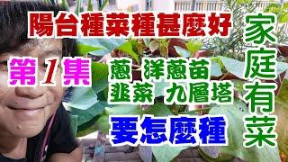 【家庭有菜】陽台種菜(第一集)