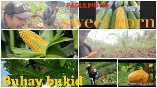 SUMMER DAY SOBRANG INIT SA BUKID | FARMERS DUTY | HARDWORKING | idol farm tv