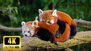  red panda  Adorable Animals | Wildlife Exploration | Nature's Secrets | animal planet