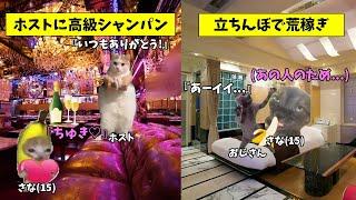 ホストに狂うトー横キッズの日常が過酷すぎる...【猫ミーム】【猫マニ】