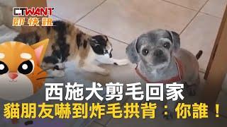 CTWANT 生活趣聞 / 西施犬剪毛回家　貓朋友嚇到炸毛拱背：你誰！