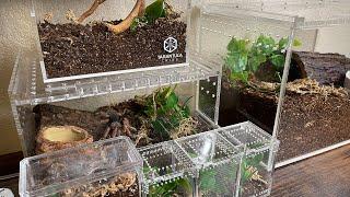 Tarantula enclosures