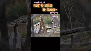 제발 좀 조용히 봐 주세요~~(2024.11. 9.)(봉화sun)(호랑이숲) #tiger  #animals #호랑이 #백두대간호랑이 #zoo