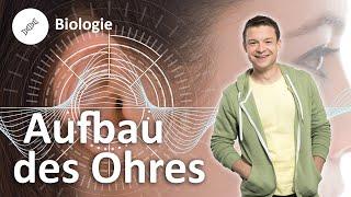 Aufbau des menschlichen Ohres – Biologie | Duden Learnattack