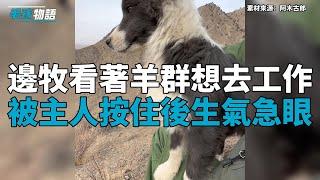 牧羊犬看見羊群血脈覺醒想要去”工作“，被主人按住後急眼：快讓我去指揮！