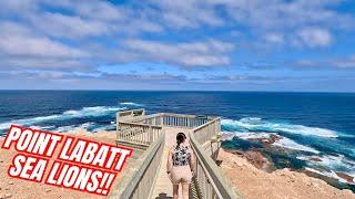 Point Labatt Sea Lion Colony! Exploring Streaky Bay Part 2!