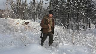 Живем в лесу /охота с лайками /готовим глухаря /не стали стрелять