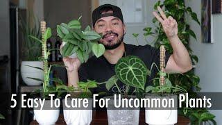 Easy Uncommon Houseplants for Beginners | Care Tips for Indoor Plants