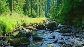 Musique Douce: Le Bruit D'une Rivière Qui Fait Fondre Votre Cerveau, Chant Des Oiseaux Relaxant