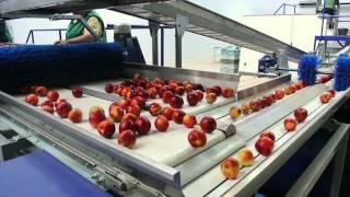 Processing and sorting line for peaches and nectarines - UNITEC