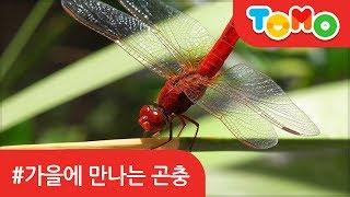 가을에 만나는 곤충 | 자연관찰 | 곤충 | 자연학습 |  TOMO | 토모키즈