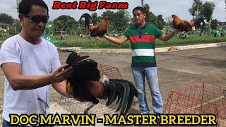 DOC MARVIN ‼️Back to Normal Amount of Feeding 35 Grams - Master Breeder Big Farm Philippines