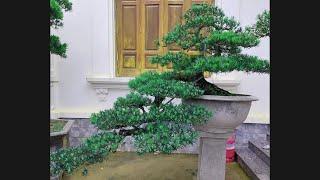 Tùng La Hán bonsai thác đổ to khủng