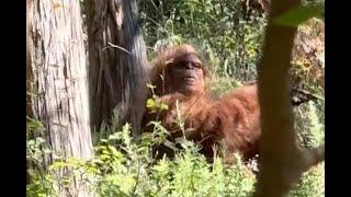 CAUGHT ON CAMERA: Bigfoot In Ok - Man shoots video of what he believes was Bigfoot. "Scaries...