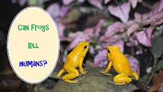 I Spy Frog Challenge - Family Friendly Fun Game/animal facts [ Spot and Find Puzzles ]