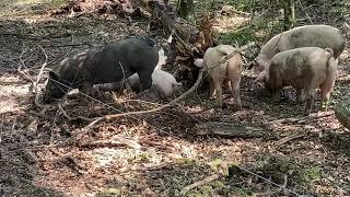 Pigs in the Woods: Breaking Apart Logs and Rooting Stumps