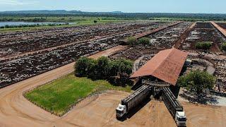 Explorando a Fazenda Colorado - JBJ Agropecuária #agronegocio #pecuaria   #nelore #angus