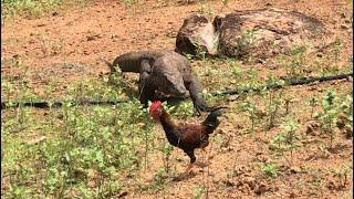 Newhow komodo dragons hunt rooster and immediately swallow them.