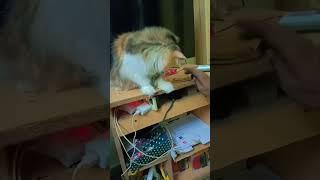 Cute kitten playing #cat #persiancat #play #playing #shorts #trending #cute #kitten #like #share