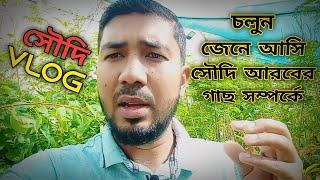 Different trees in Saudi Arabia || সৌদি আরবের বিভিন্ন গাছ || Toufik Alahi Vlogs