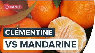 Clémentine ou mandarine, quelle différence ? | Futura