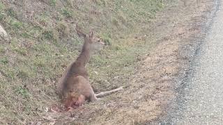 cierva atropellada en una carretera de la Montaña Leonesa