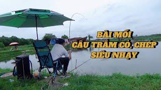 bài mồi câu chép trắm cỏ siêu nhạy