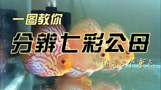 如何区别七彩神仙鱼的公母 #discus #discusfish #七彩