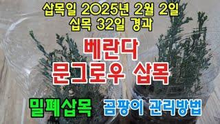 #옥전농부 #베란다 문구로우 삽목#삽목일 2025년 2월 2일 #삽목 32일 경과#폐트병 활용 밀폐삽목#곰팡이 관리방법