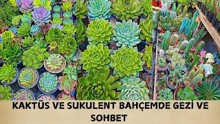 BAŞIMA İŞ ÇIKARDI | BAHÇE VE SOHBET | YENİ KAKTÜSLERİM #kaktus #sukulent #flowers